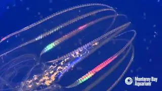 The lobed comb jelly: odd but awesome!