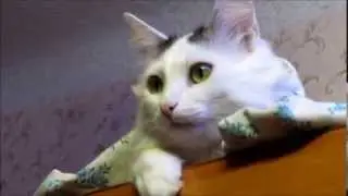 Кот Мурзик смотрит видео.  :)