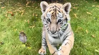 Красивый тигренок ноябрьским утром