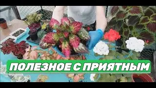 Пересаживаю растения  и параллельно веду философские беседы.