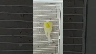 Isabella Opale Brinato Giallo 2023