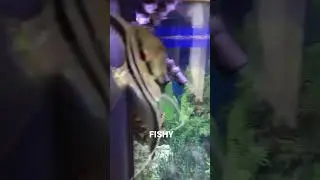 FISHY