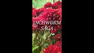 Inchworm Saga - The time I bonded with a wayward inchworm.