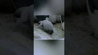 Little penguin slides back down slope🐧
