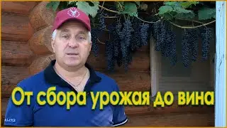 HOMEMADE grape wine. From harvest to wine!