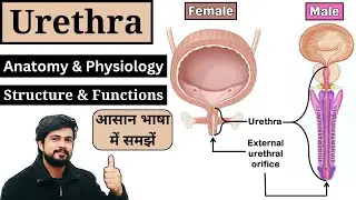 Urethra Anatomy and Physiology in Hindi || Male & Female Urethra ||  Nursing | Pharmacy | MLT | GNM