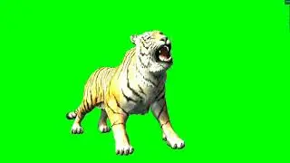 Lion roaring || Green screen tiger roaring || tiger roaring green screen background|| chroma key ||