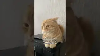 Рыжи бро. (NewТикток мем)