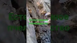 Спасите пчел.bee brood.Видео взято с канала Естественное пчеловодство