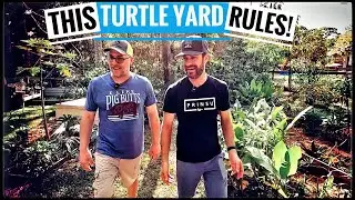 Great Turtle Yard Setup!
