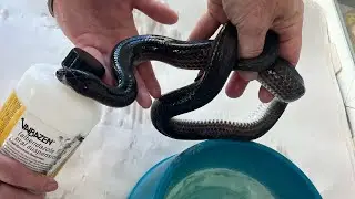 Worms? Parasites in Reptiles, What are these Things and How To Fix.