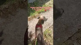 Стерилизация собачки🙏🙏🙏 #рекомендации #shorfs #животные #гулькевичи