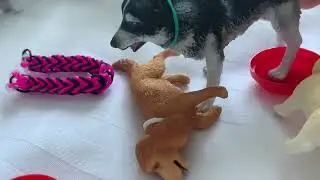 My dogs 🐶 my collection of Schleich dogs / play with dogs