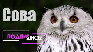 Летающий хищник - факты о Совах