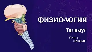 КПП нервной системы | Физиология таламуса