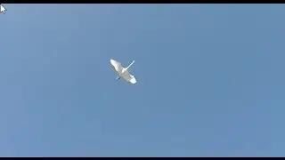 Whooper Swan OVER FLY in 120 fps slow motion