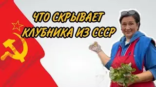 Новые и старые сорта клубники. В чём разница. Подарок - неизвестный советский сорт