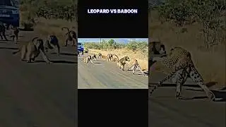 leopard vs baboon 