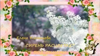 СИРЕНЬ РАСЦВЕТАЕТ ПОД ОКНАМИ Елена Казанцева
