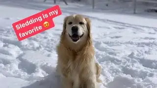 Mom is missing! Golden goes sledding!