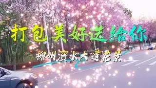 柳州的春天因為紫荊花和木棉花的盛開，美成瞭童話！柳州濱水大道紫荊木棉雙生花鋪滿地，打包美好送給你