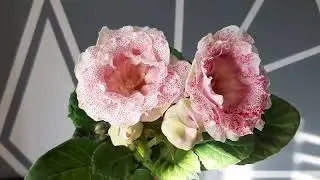Глоксиния АК-Брюссельские Кружева