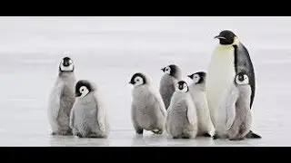 My new Linux Computer i made a hacking game in JS.