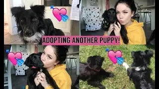 ADOPTING A SECOND PUPPY! Getting Draco a Sister! Rescue Dog Adoption Vlog | Ella Power