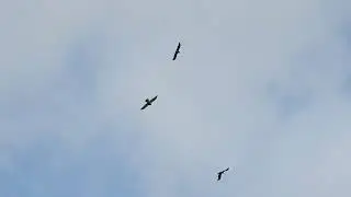 Héja,  galambokra vadászik. Goshawk, hunting pigeons.
