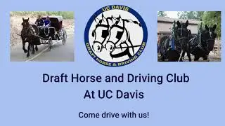 Driving Gentle Giants (Draft Horses)