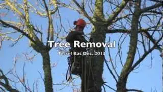 Tree Removal/Enlèvement des arbres