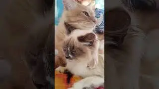Рыжий Кот 🐈 охраняет Кошечку .