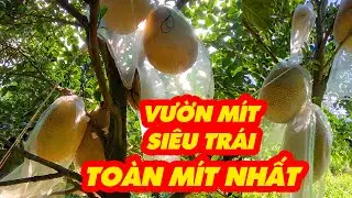 Trồng mít ruột đỏ nhà nông trúng lớn - KỸ THUẬT WELOFARM