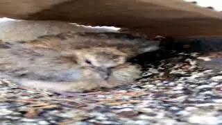 Birds Life Cycle from chick to fledgling - BRAD PTV