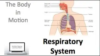 PDHPE preliminary - The Body In Motion - Respiratory System