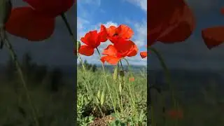 Summer Poppies for inspiration