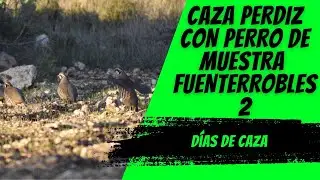 CAZA PERDIZ PERRO DE MUESTRA FUENTERROBLES 2