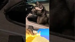 Stray Cat Stalks a Home and Attempts Entry Until.... #catvideos #cats