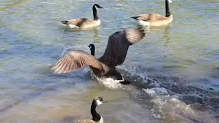 A Wild Goose Chase!