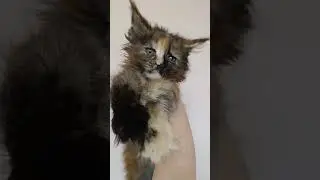 Кошечка мейн-кун Черепахового окраса #мейнкун#кошечкамейнкун#kitten#котенокмейнкун#котенок#кошечка