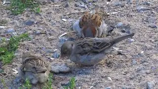 Драка воробьев во время обеда