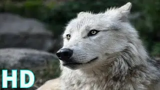 Wild Wolf | Wild Life Animal | Stock Footage | Royalty Free | Free  HD Videos No Copyright