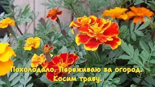 Похолодало. Боюсь заморозков. Косим траву.