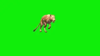 cartoon tiger green screen video 