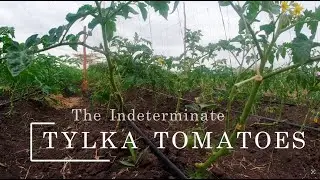 The Rise of the Indeterminate TYLKA Tomatoes | Effective Pest Control