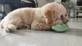 Toy Poodle likes his chew toy