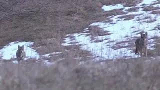 Down in the Dip - Howling in paired up coyotes