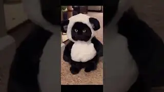 КОТИК-ПАНДА🐼 #shorts #животные😺