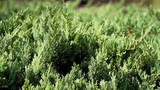 HAGBERG 2021. gada apzaļumošanas aktīvās sezonas noslēgums