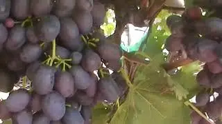 Сорт винограда 